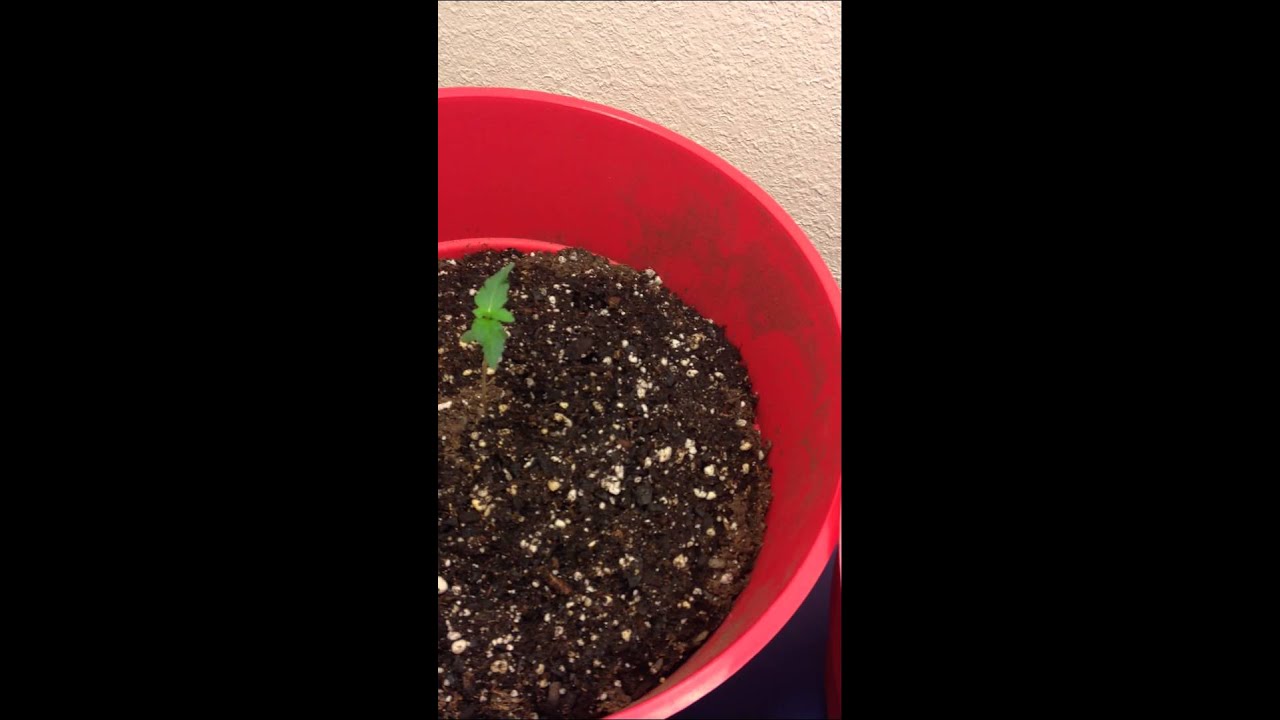 Update number 1 auto flower first week