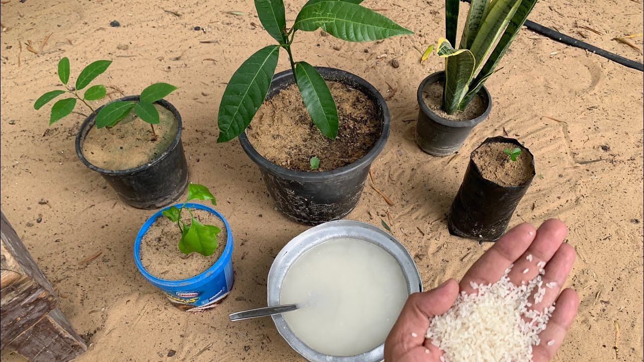 اصنع سماد ماء الأرز بنفسك ، ممتاز وفعال جداً لنباتاتك وموجود في كل بيت