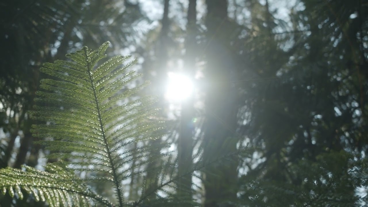 💚 Leaves Of Evergreen Plants In The Forest | Forest Video Clip | NCNC | Non Copyrighted Nature Clips