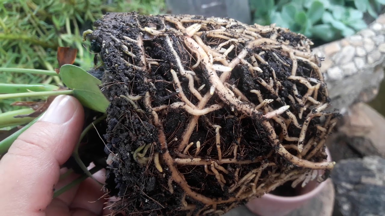 Trocando o vaso do mini Anturio