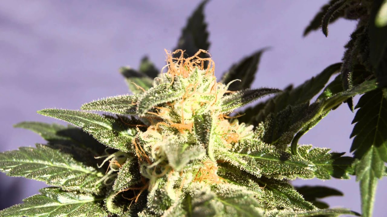 Kannabia Seeds