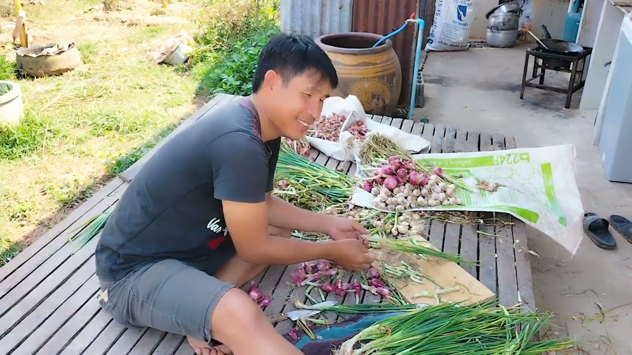 #หอมแบ่งหอมแดงกระเทียมจะปลูกกินใบหรือจะปลูกเอาหัวควรคัดเลือกและเก็บรักษาอย่างไรอย่างไร?