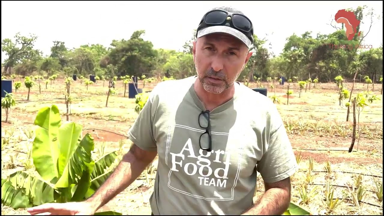La Mangue au Mali: un modèle de ferme intégrée pour révolutionner l'agriculture au Sahel
