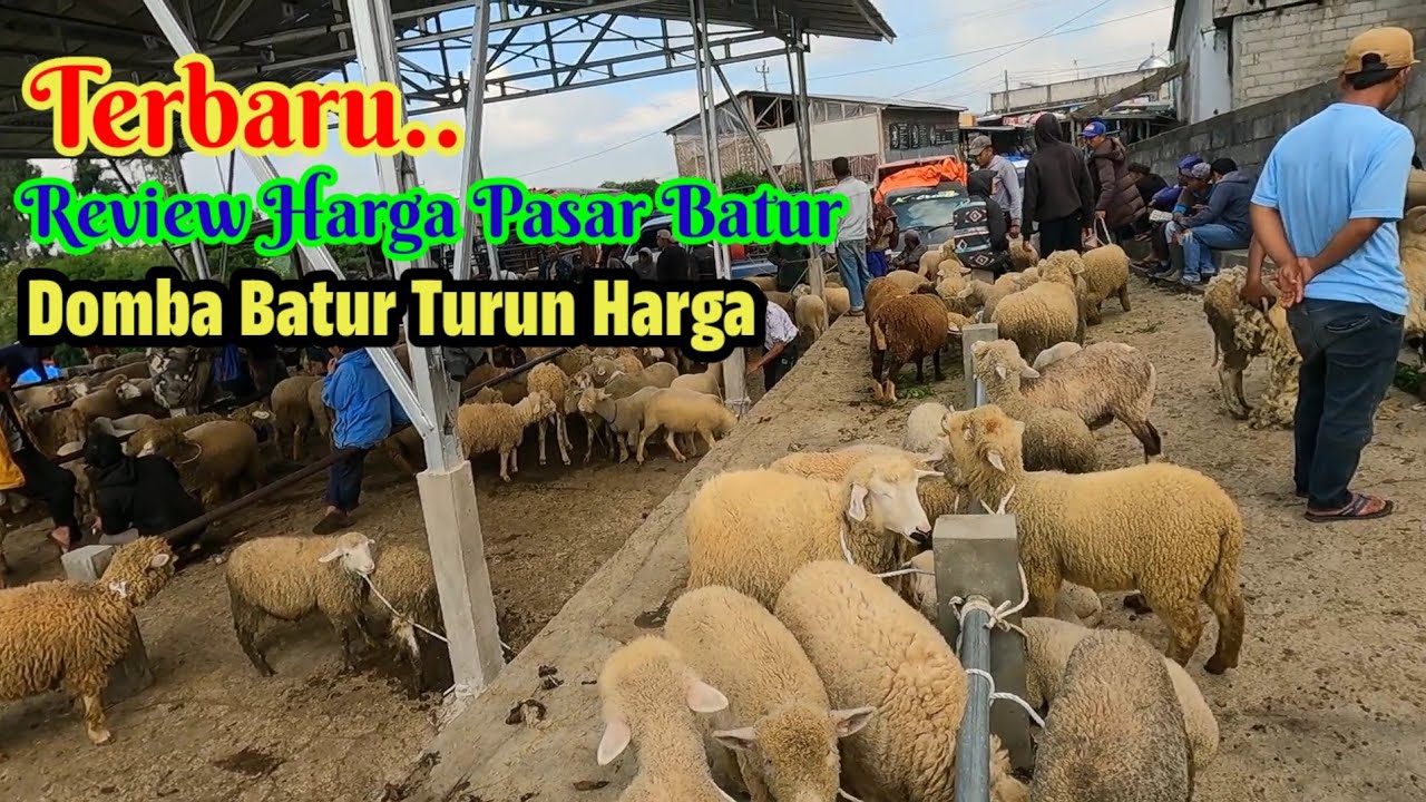 Paling Terbaru‼️Review Domba Pasar Batur, Domba Batur Sedang Turun Harga