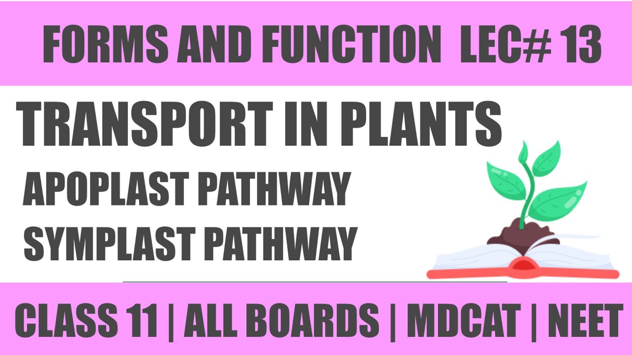 TRANSPORT IN PLANTS APOPLAST AND SYMPLAST PATHWAY| DETAILED | MASTER BIOLOGY | MDCAT/NEET |CLASS 11