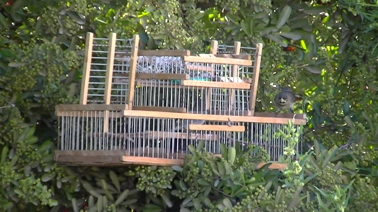 caza de corbatita macho en patio de casa