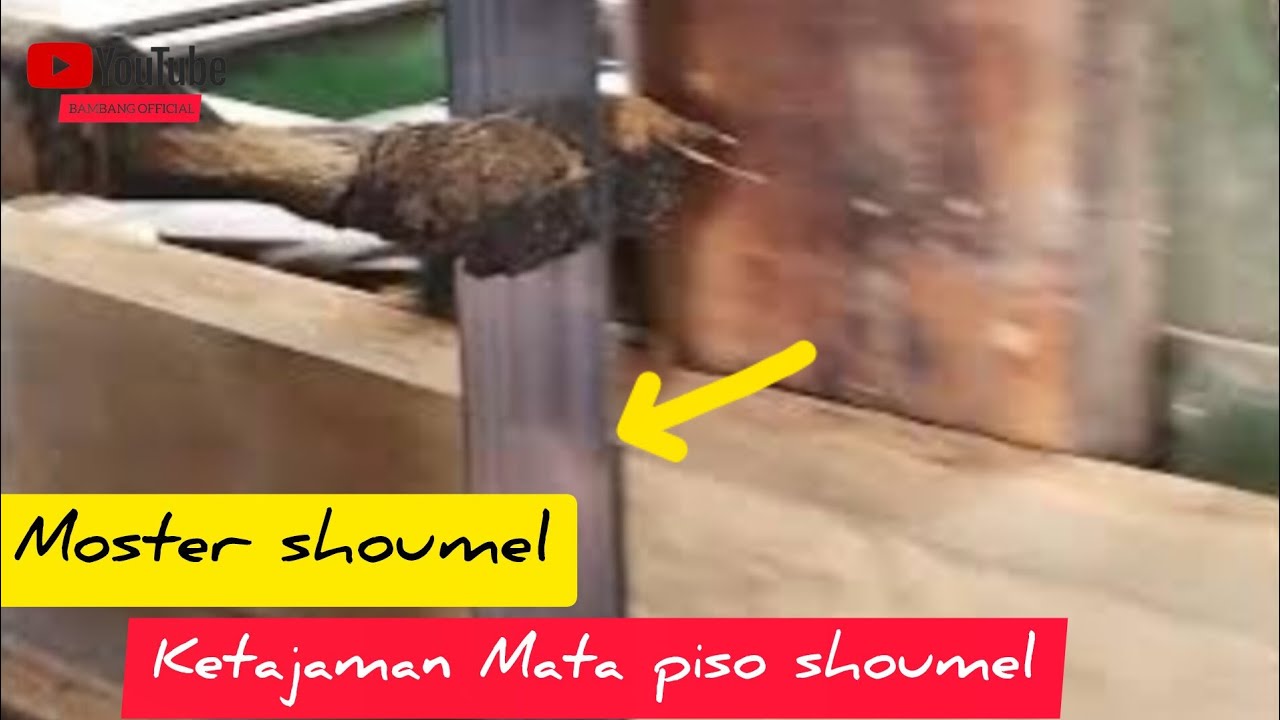 Ketajaman Mata piso soumel rakitan
