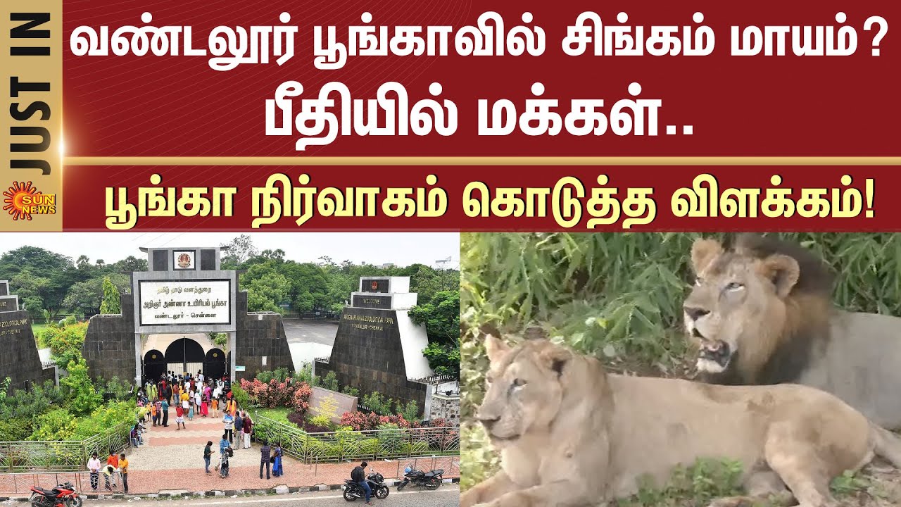 Lion missing from Vandalur Zoo? | People in panic | Explanation given by the park Administration