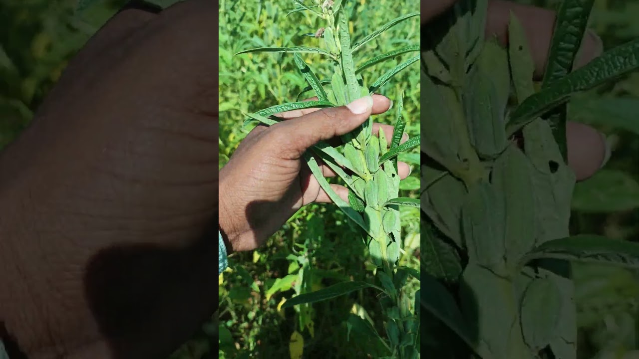 HIGH YIELD NEW VARIETY JCS 1020 SESAME 2025