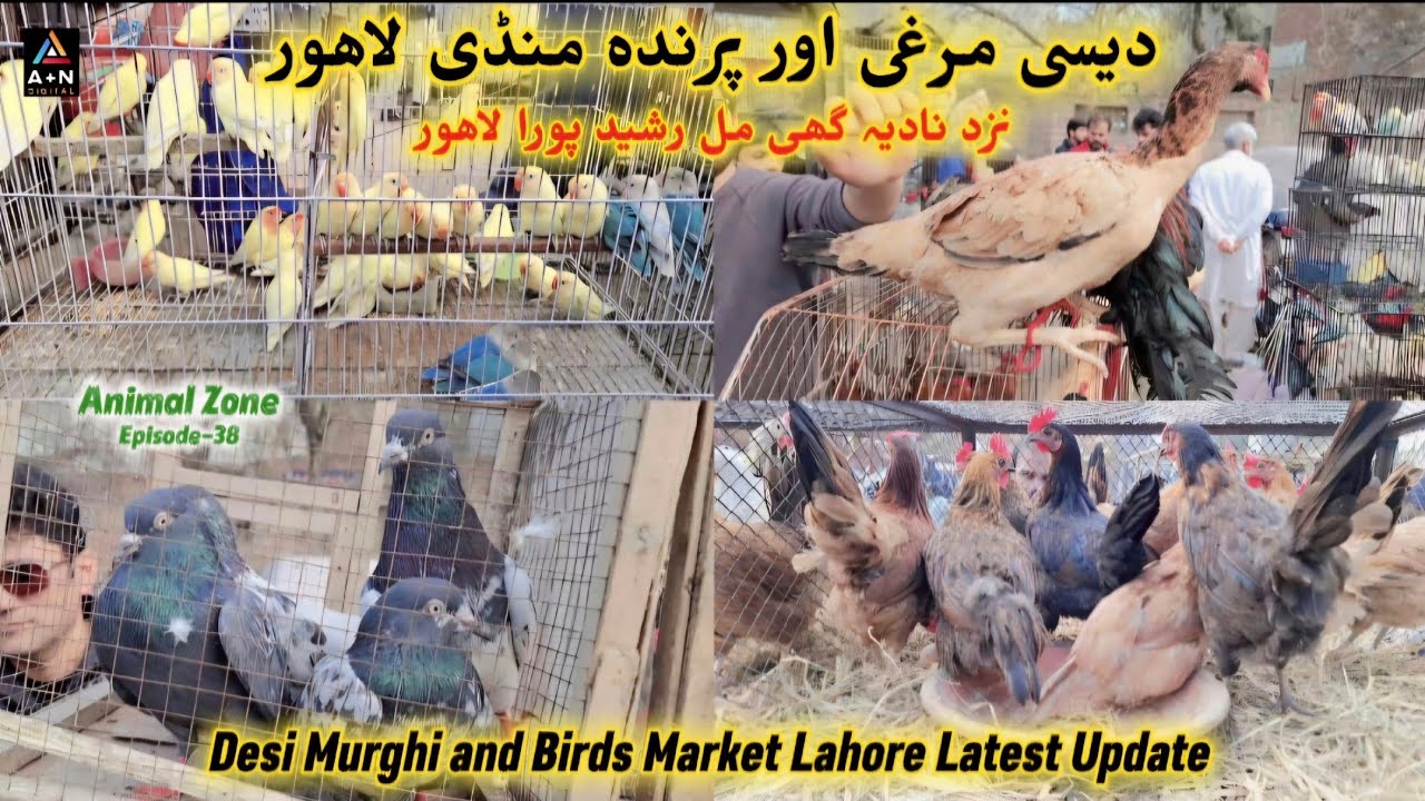Desi Murghi & Birds Market Lahore / Near Nadia Ghee Mill Rasheed Pura / Animal Zone Ep-38