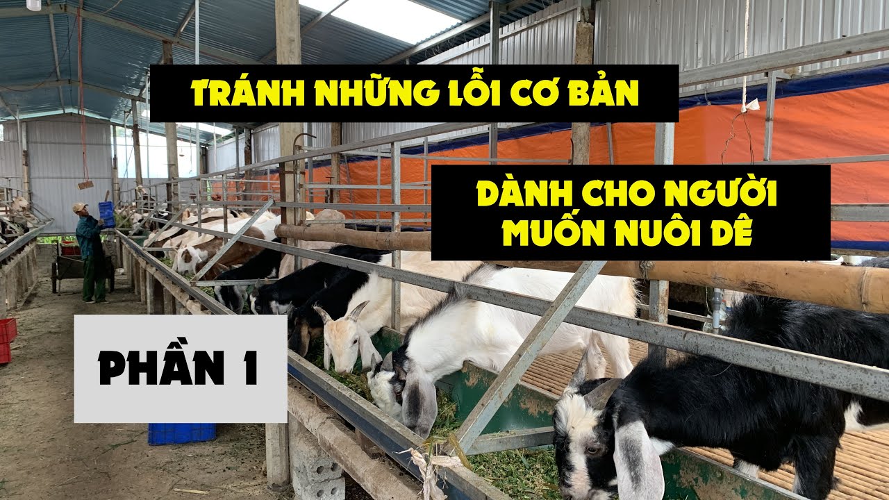 Hướng Dẫn Nuôi Dê Từ A đến Z - Phần 1- Những Sai Lầm Ban Đầu