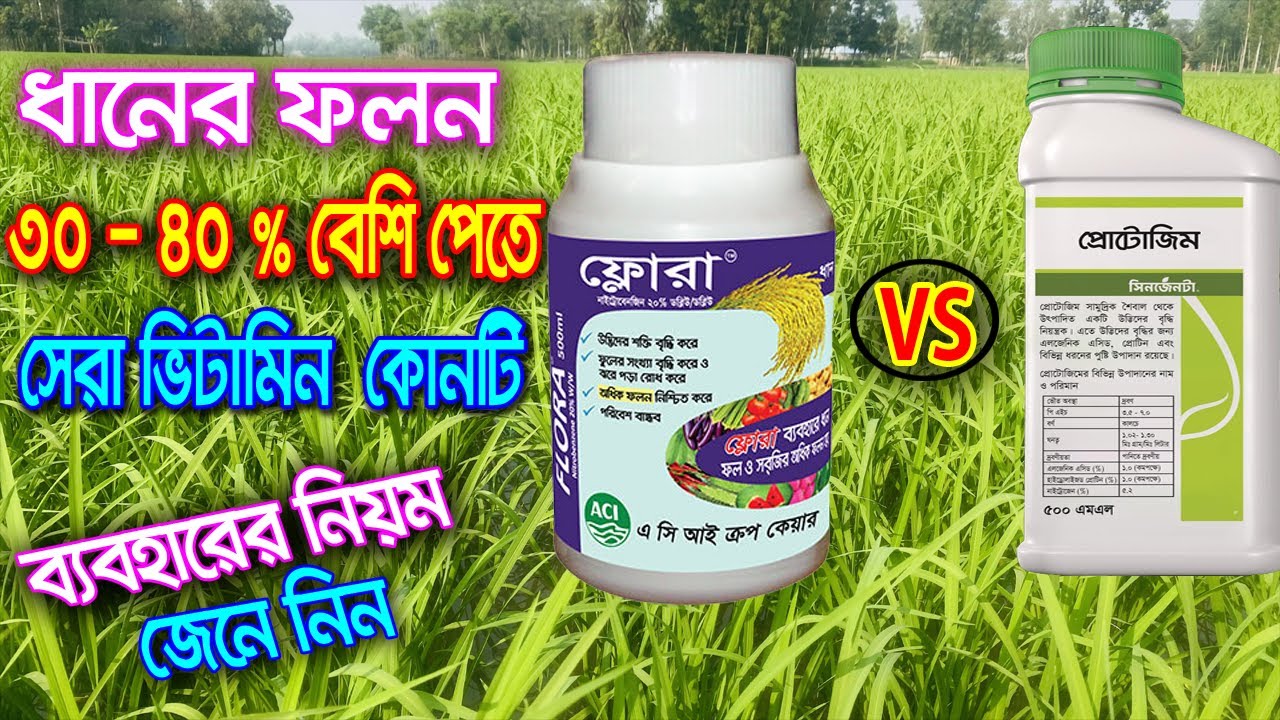 ধানের ফলন ৩০-৪০% বৃদ্ধির ম্যাজিক ভিটামিন ফ্লোরা না কি প্রোটোজিম। ফ্লোরা ও প্রোটোজিম ব্যবহারের নিয়ম
