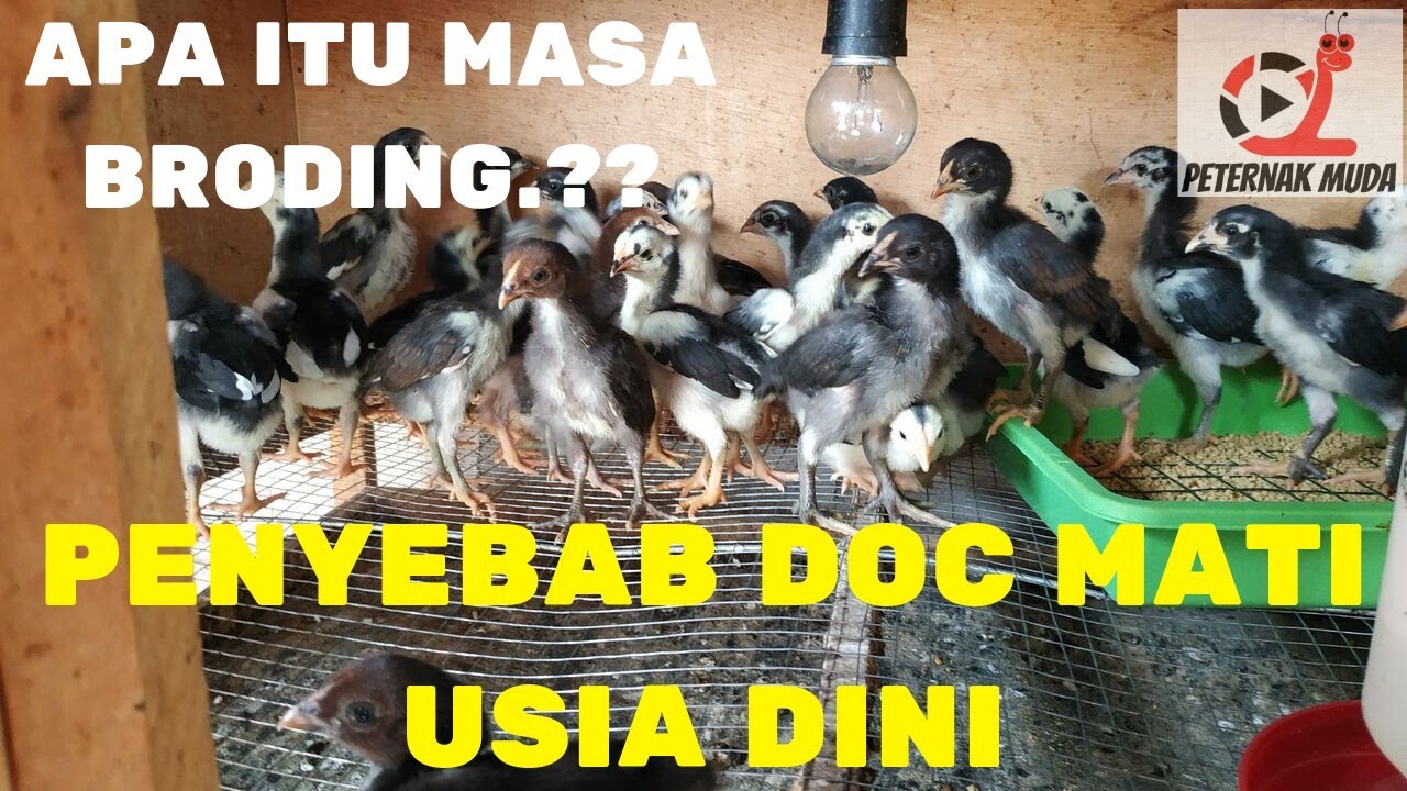 CARA MERAWAT DOC DARI 0 HARI - 1 BULAN