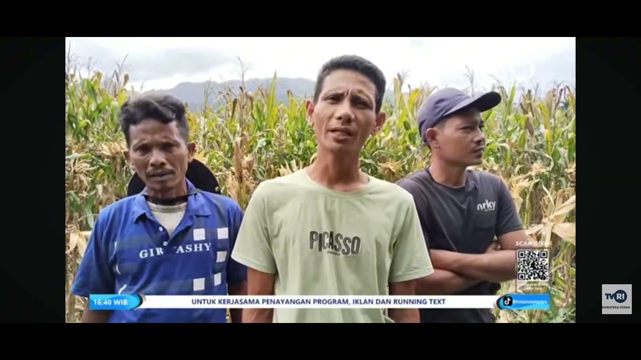 Panen Jagung Perdana Dukung Ketahanan Pangan Program Dana Desa