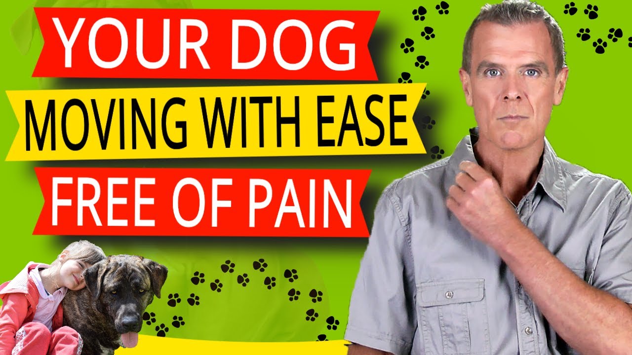 Symptoms of Arthritis in Dogs (5 Clear Signs. Best NATURAL Remedy and Diet Plan)