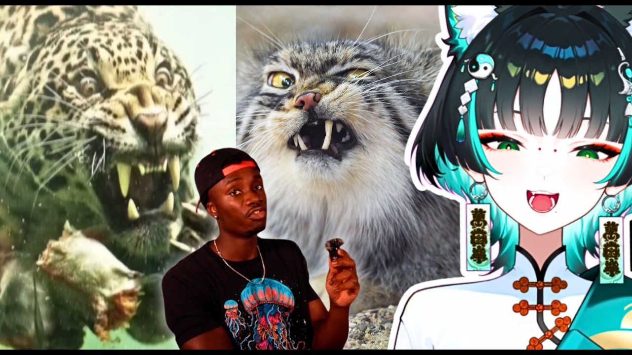 LEARNING ABOUT BIG CATS! || Casual Geographic React