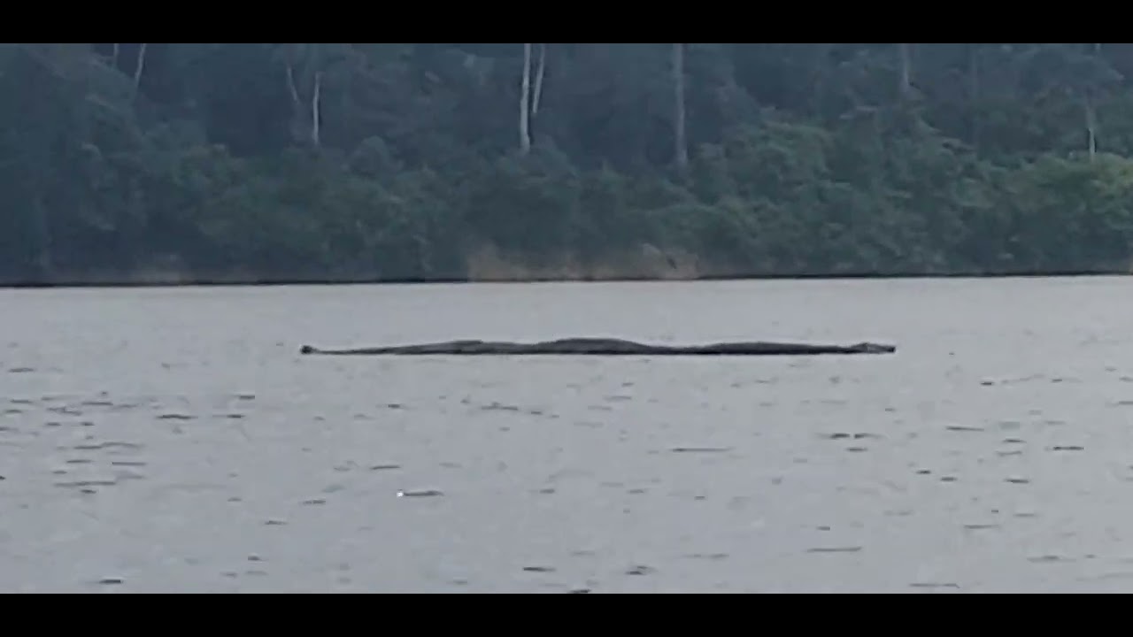 Cobra grande no Rio Negro
