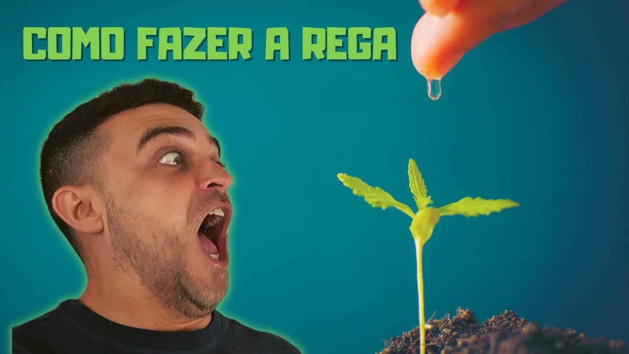 Como fazer a rega no cultivo indoor ou outdoor