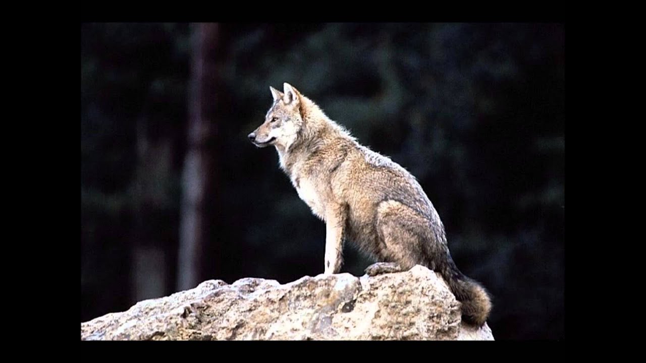 na vostoke - kavkaz