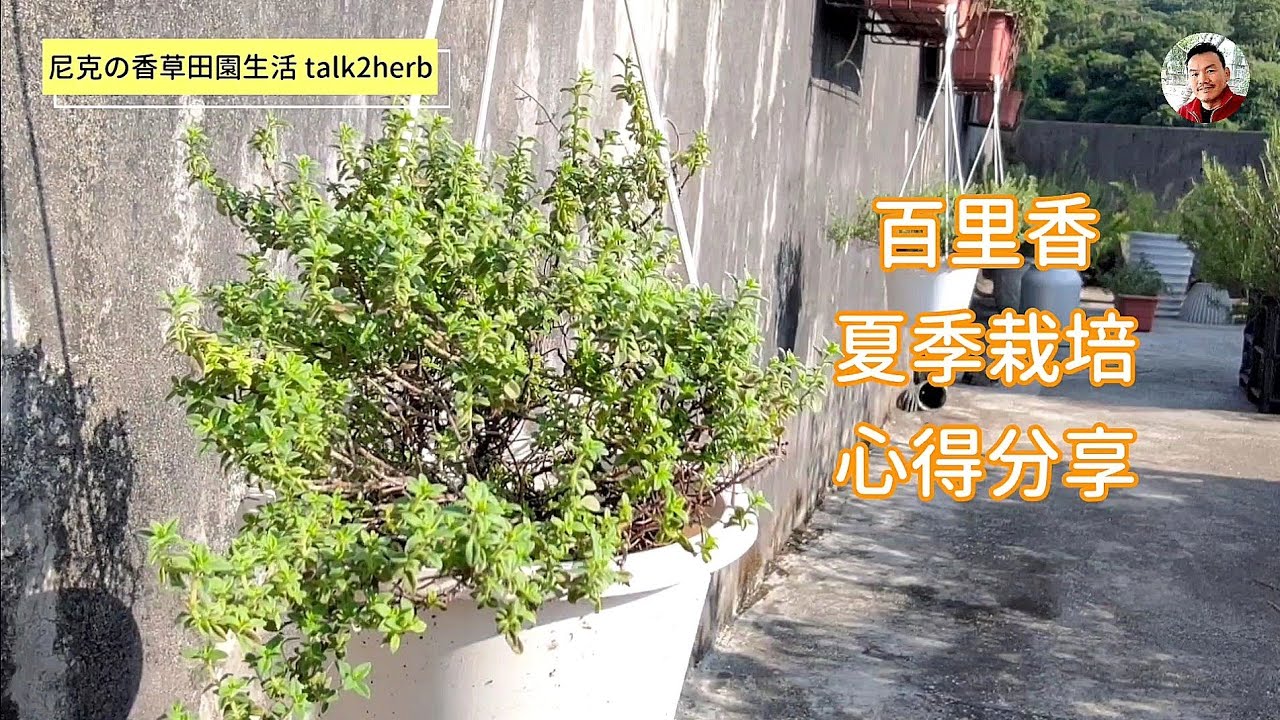 百里香栽培注意事項｜黃斑檸檬百里香 / Lemon Thyme｜蓑衣蟲 / 蓑蛾 / 避債蛾