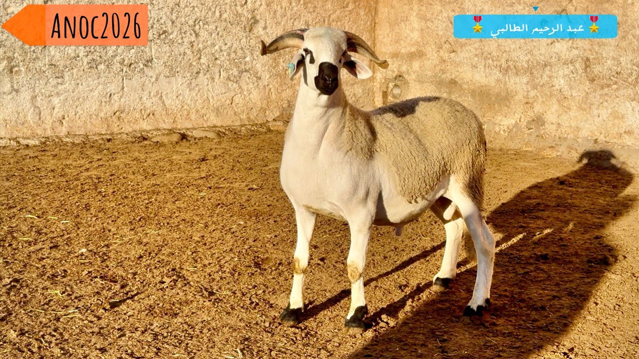 بسم الله مجراها و مرساها 🤲🌟ضهور فحول و الحولية🥇 لي غادي يقدم الأستاد عبد الرحيم الطالبي ماشاء ا🖤🤍لله