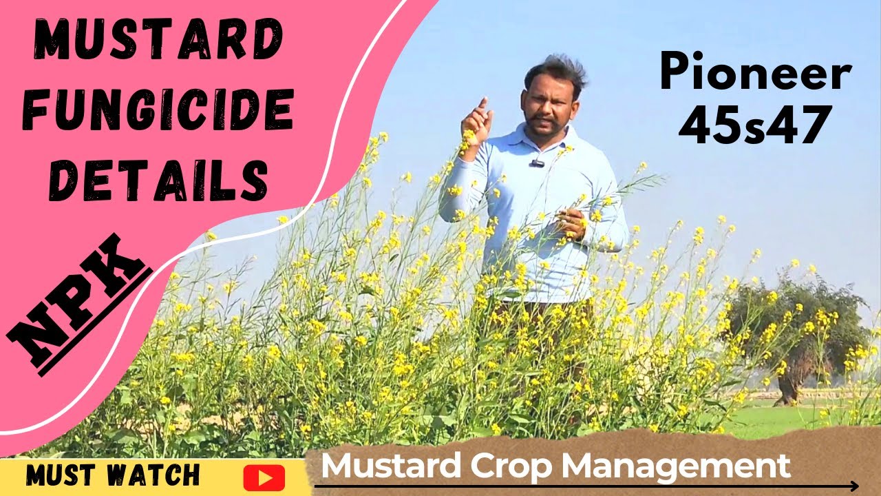 Mustard crop fungicide and NPK spray detail