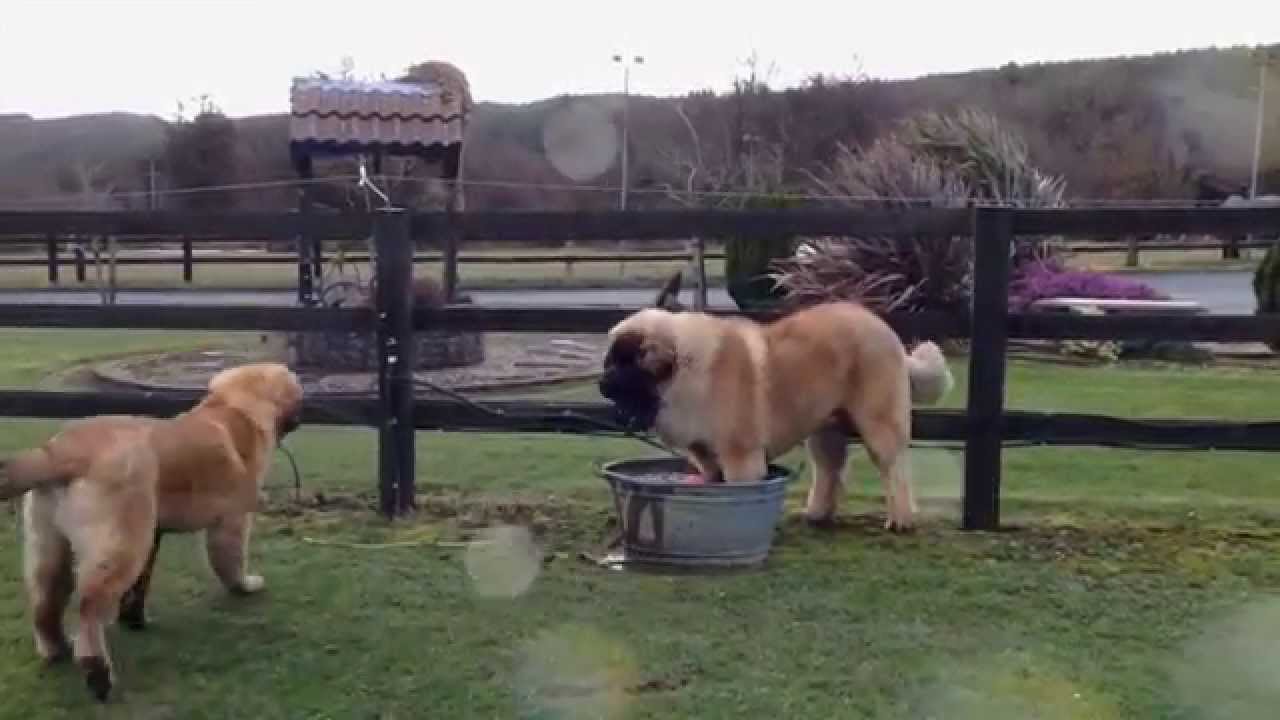 #leonberger  36