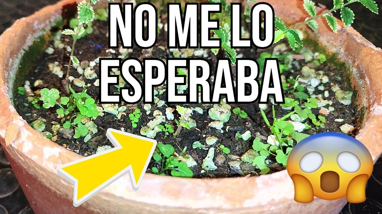 💥 Trasplanto los ESQUEJES de RAÍZ de Olmo Chino FROSTY - BONSAI 💥