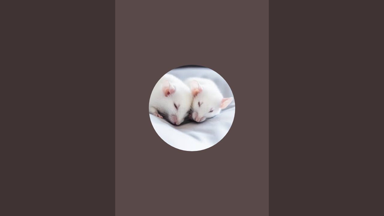 𝘾𝙊𝘾𝙊𝙈𝙊𝙈𝙊 𝙎𝙃𝙊𝙒 is live