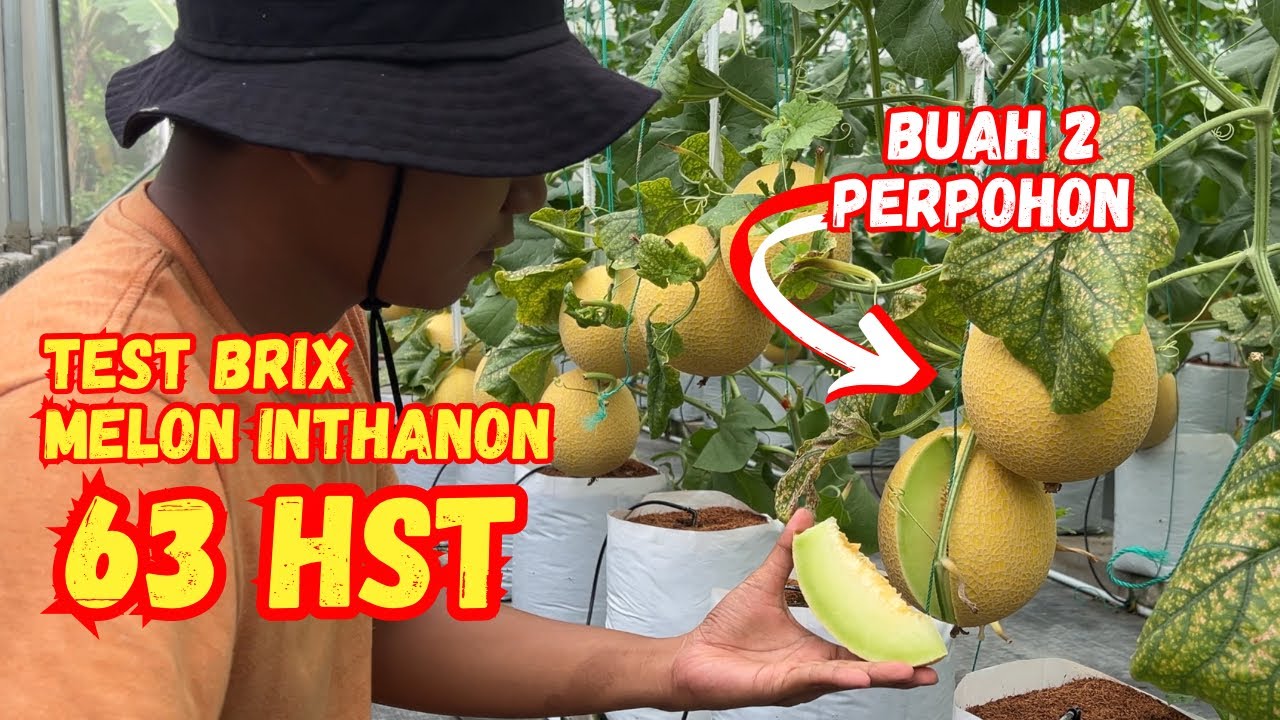 TEST KEMANISAN MELON HIDROPONIK (TEST BRIX) JENIS INTHANON DIBUAHKAN 2 USIA 63 HST