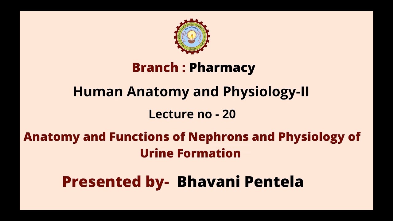 Human Anatomy & Physiology-II || AKTU Digital Education