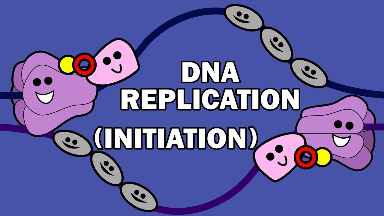 DNA REPLICATION (1/3) - INITIATION