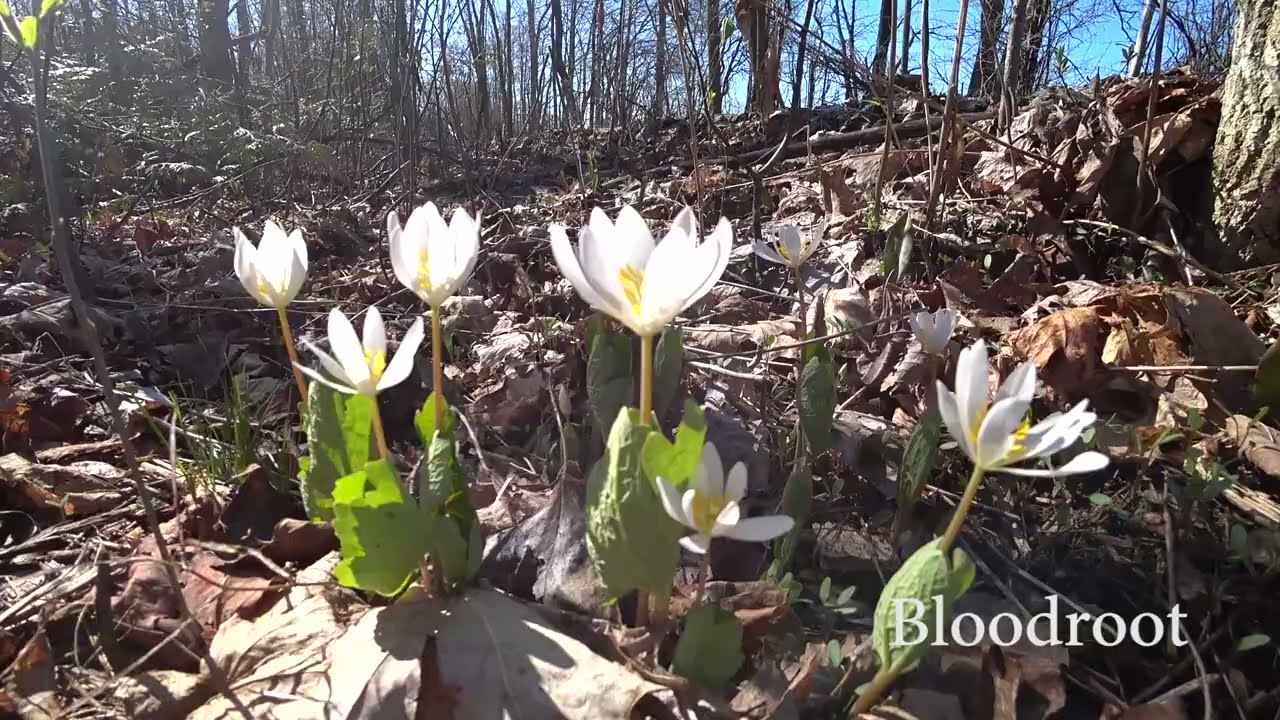 Spring Wild Flower/Plant ID #1 - Wild Leek, Trout Lily, Bloodroot