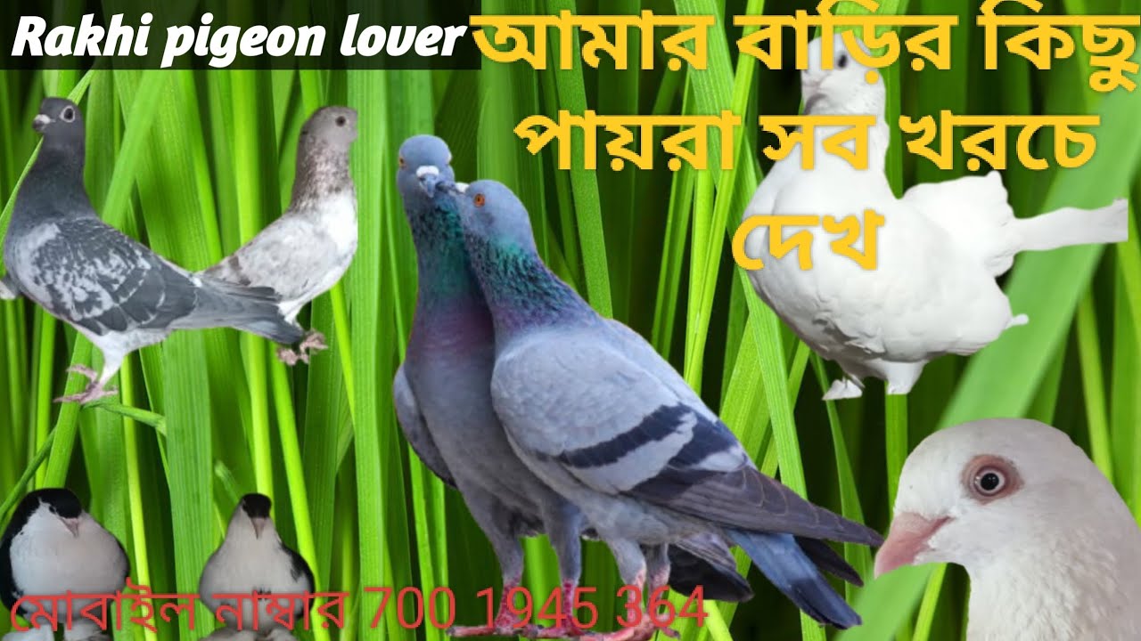 Rakhi pigeon lover#Reservoir #Shaukeen #para sale #purpose