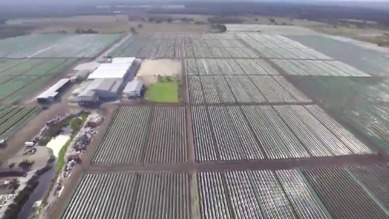 Ti Strawberry Farm