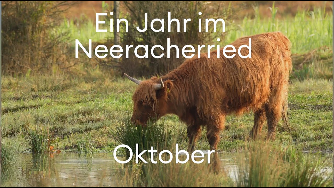 Oktober im Ried: Riedpflege mit Maschinen und Rindern