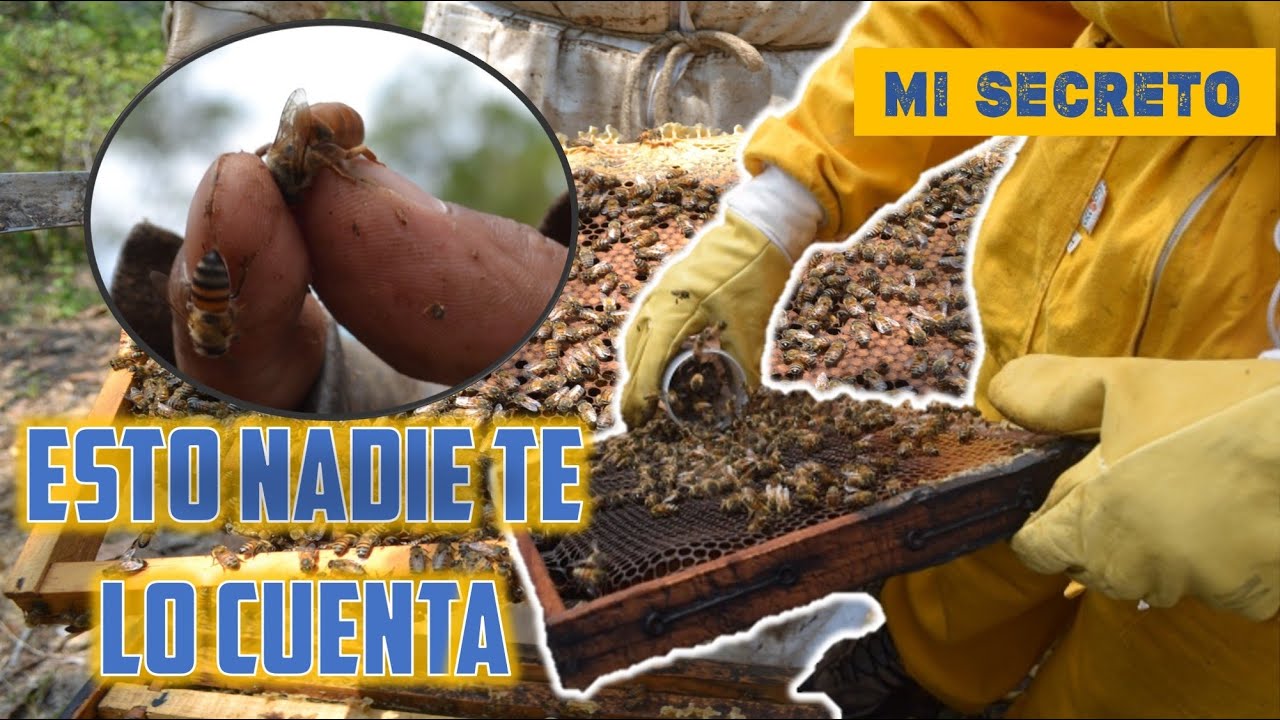 ✔️POR ESTA RAZON MIS ABEJAS NO ENJAMBRAN👉Manejo Apicola🐝
