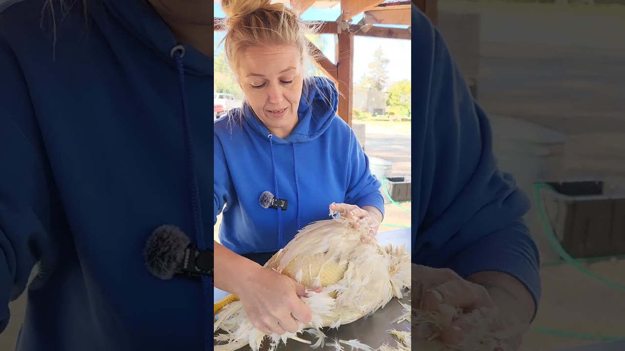 Разделка кур в домашних условиях (часть 3) Ручное ощипывание на приусадебном участке. #приусадебн...