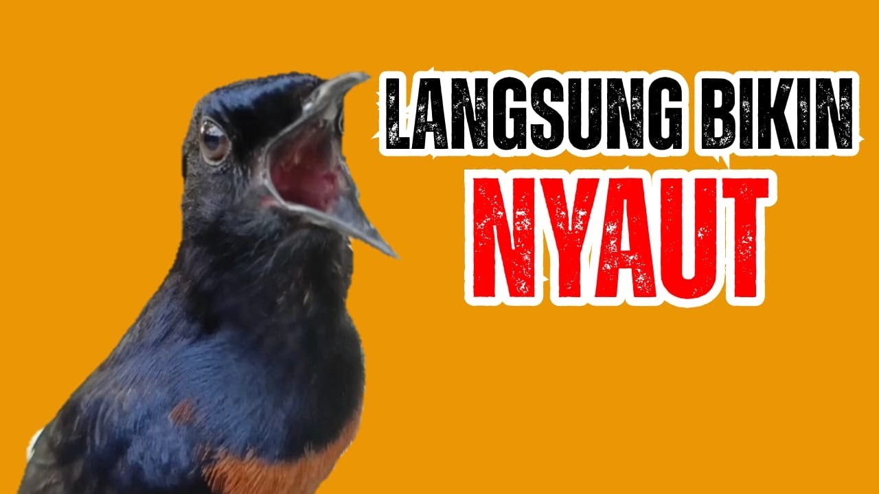 Suara Murai Batu gacor ampuh langsung JADIKAN BURUNG MURAI BATU GACOR NYAUT BUNYI