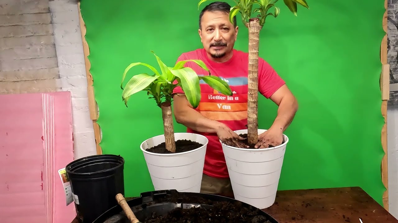 Repotting the Dracaena AKA Corn plant