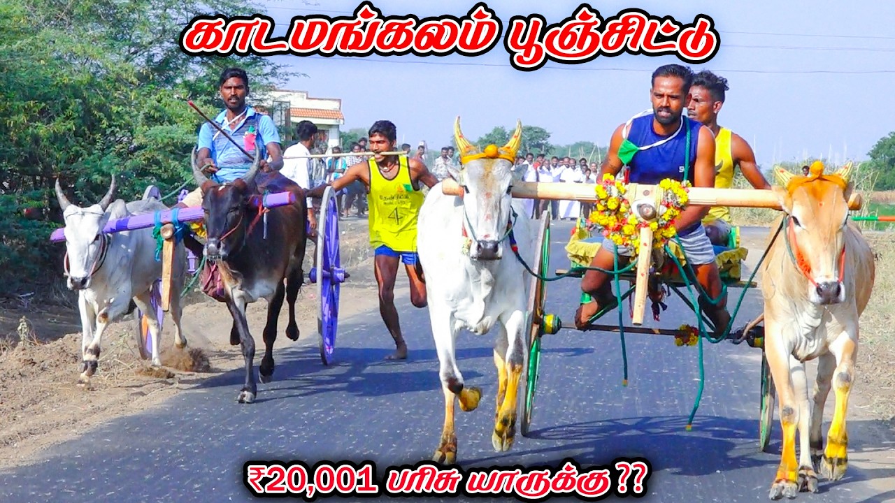 5காடமங்கலம்-பூஞ்சிட்டு-பந்தயம்_22.02.2026_V_Photography