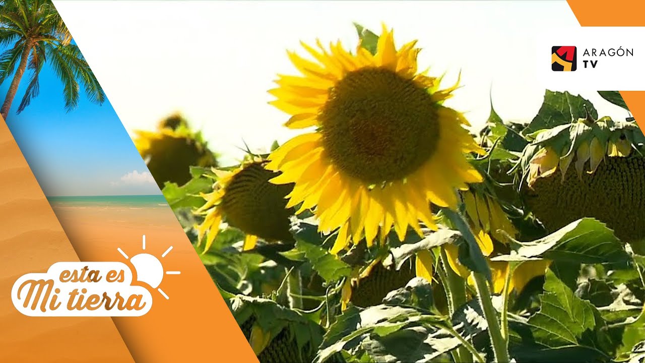 El CULTIVO de GIRASOL