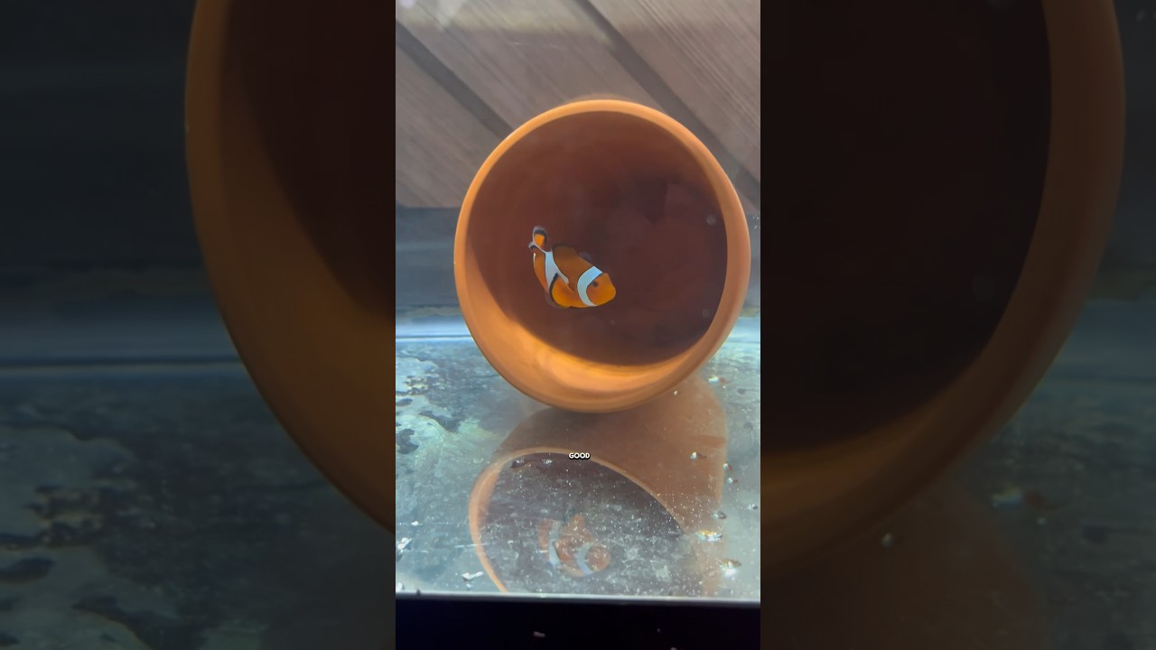 Breeding Clownfish TUTORIAL! very easy&hellip;