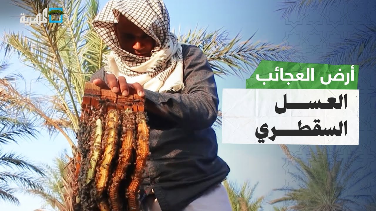 العسل السقطري.. علاج وغذاء