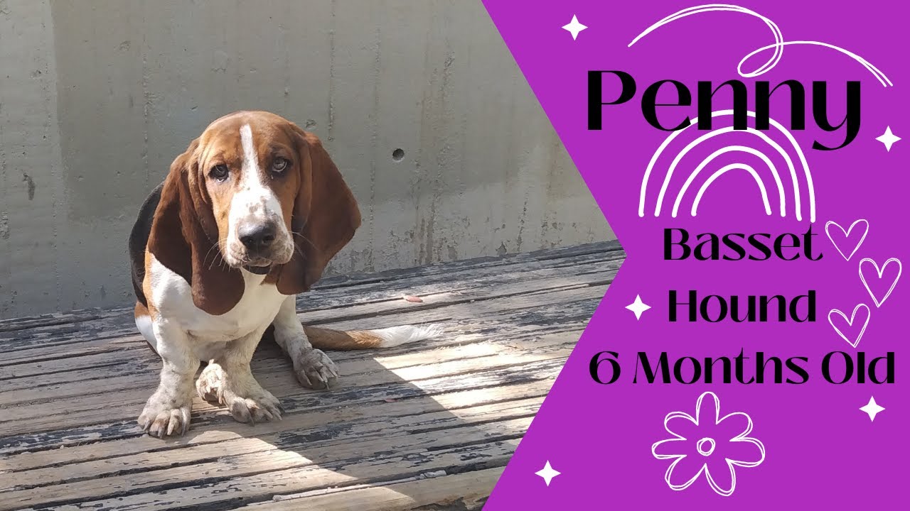 West Valley City Dog Trainers ||| OLK9 Utah ||| 6 Month Old Basset Hound, Penny