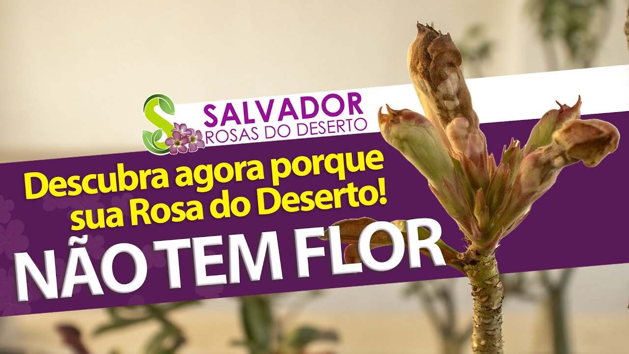 Fungo BOTRYTIS ele pode ser o responsável pela falta de flores em sua rosa do deserto