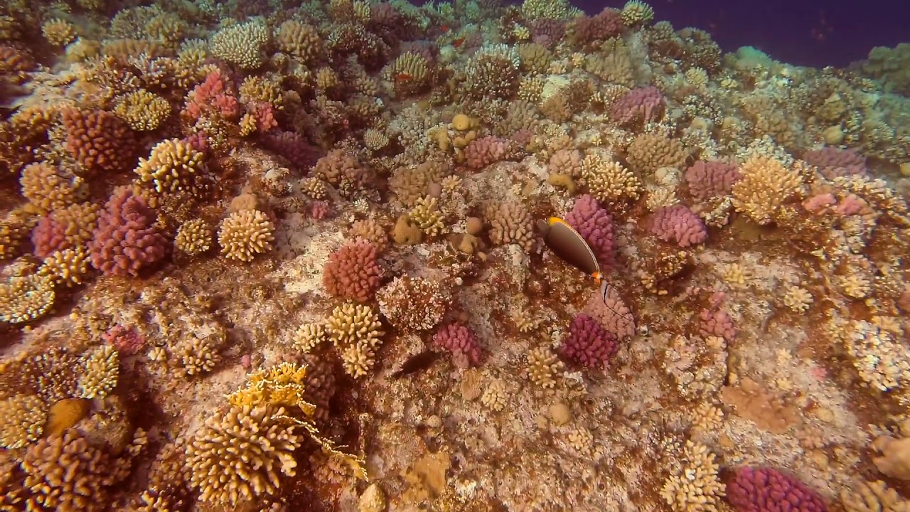 2021-03-27 - Egipt Marsa Alam - Solymar Reef