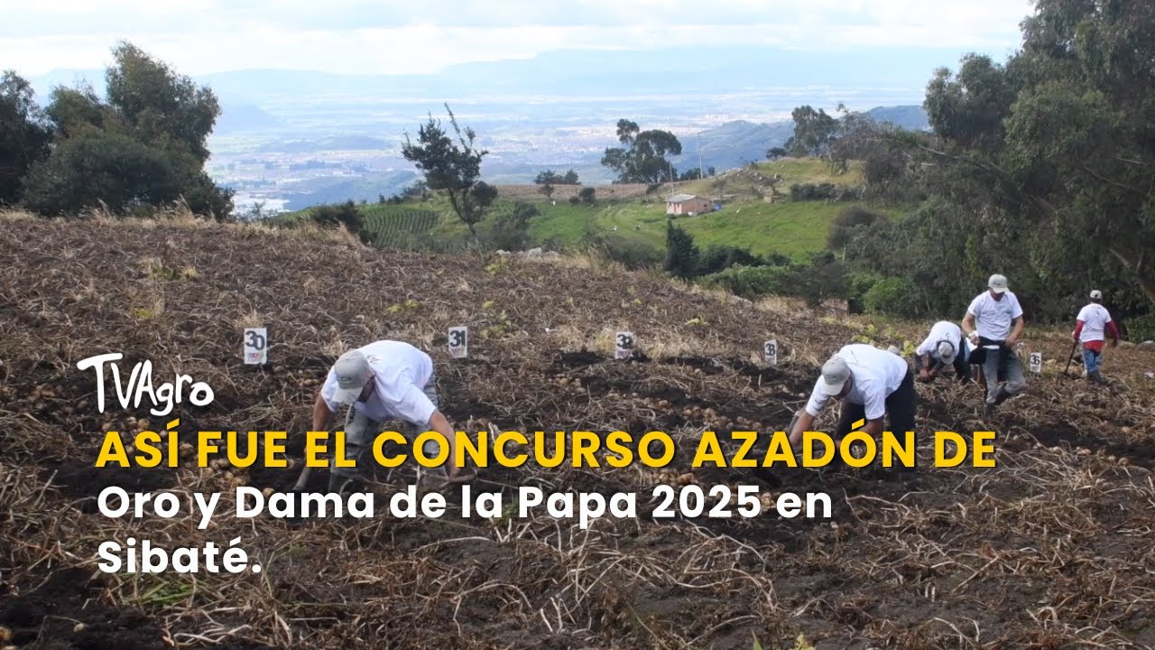 Así fue el Concurso Azadón de Oro y Dama de la Papa 2025 en Sibaté - TvAgro por Juan Gonzalo Angel