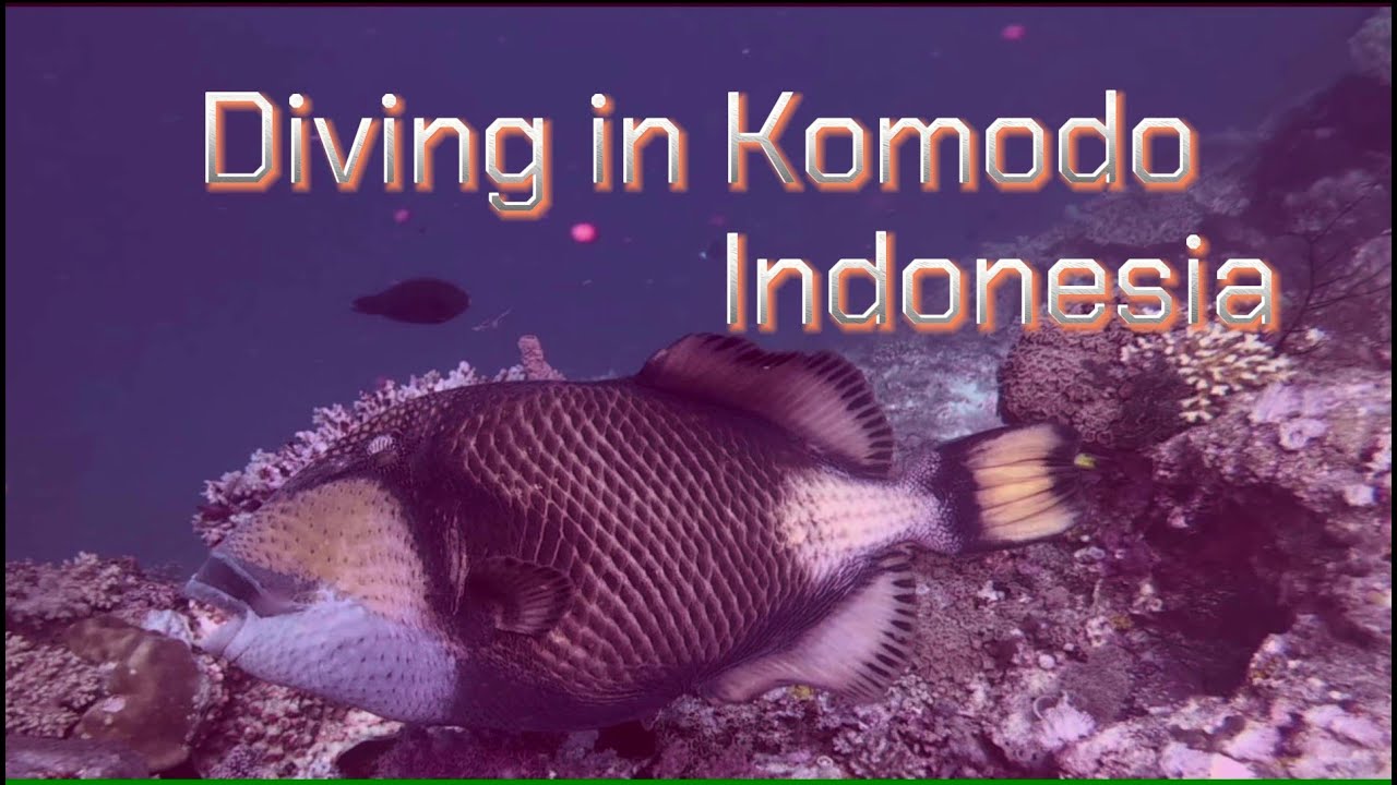 Komodo Diving in Indonesia