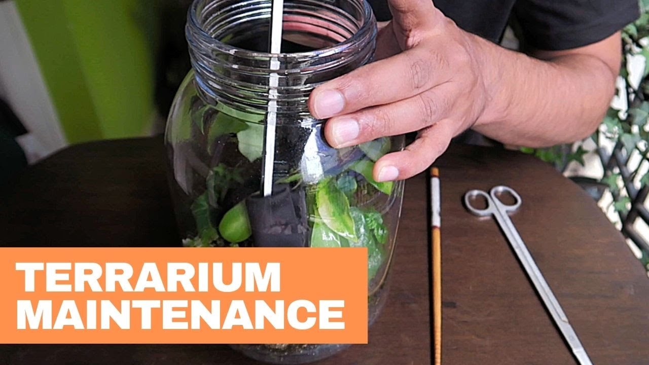 Terrarium Care and Maintenance